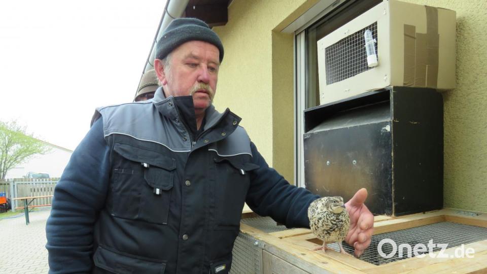 Wachteln seien als Zuchttiere völlig unkomplizeirt, klärte Züchter Meindel die Besucher auf. Bild: ubb