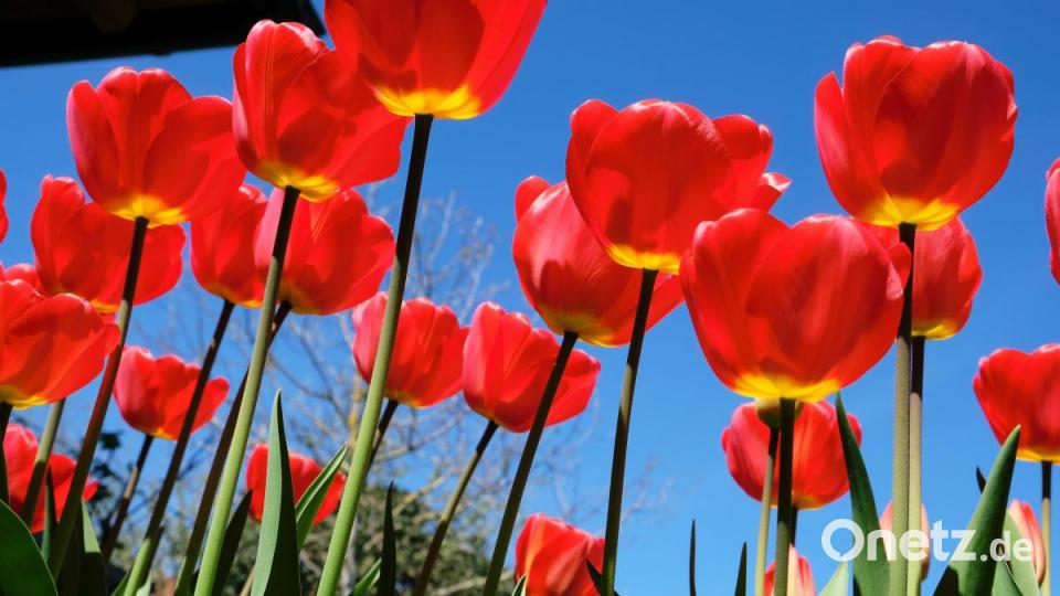 In Eschenbach ragen die leuchtend roten Tulpen-Köpfe besonders schön gen Himmel. Die Pflanzen kündigen den Frühling an. Bild: do