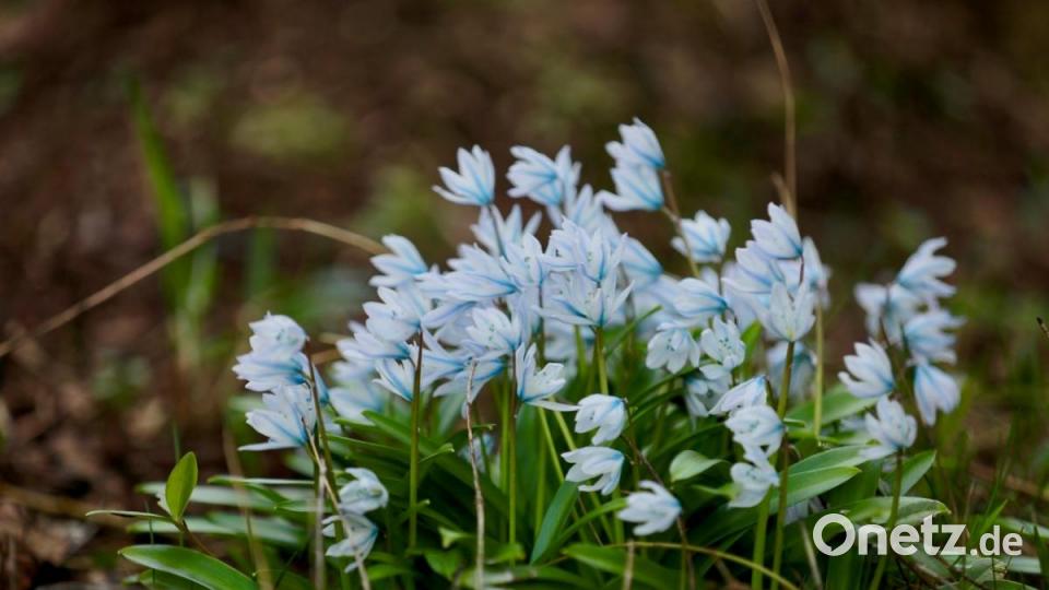 Klein, aber trotzdem schön: die Zwerg-Hyazinthe im Garten von Familie Kutzer aus Pichlberg. Bild: idu