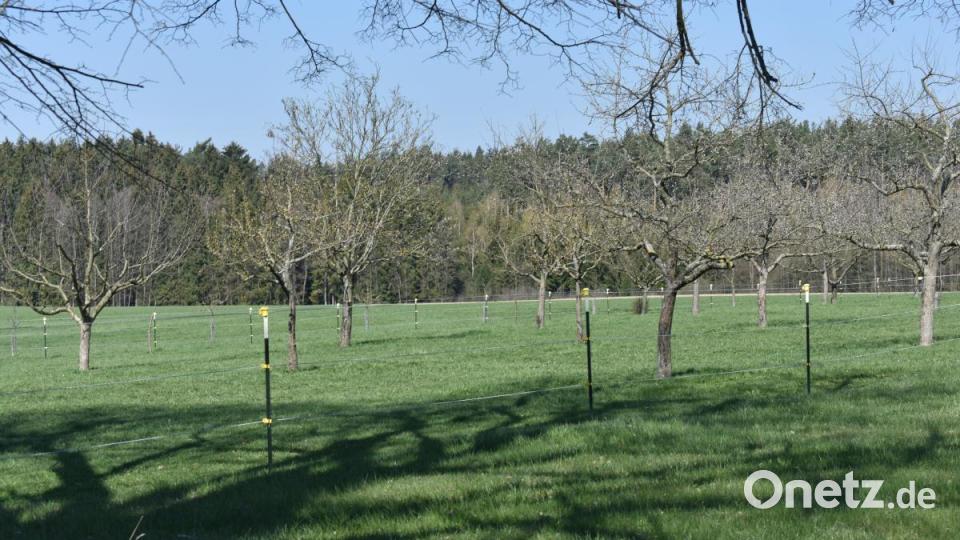 Apfel, Birne, Zwetschge oder Vogelbeer - Auf der Obstbaumplantage der Obstbrennerei Schlötzer gibt es regionale Sorten. Bild: lue