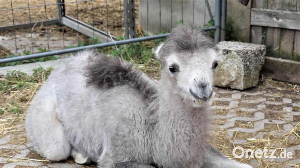 Ein Kamel von Philipp Wächter-Sperber hat Nachwuchs bekommen: Das Kamelbaby Mogli. Bild: rgr