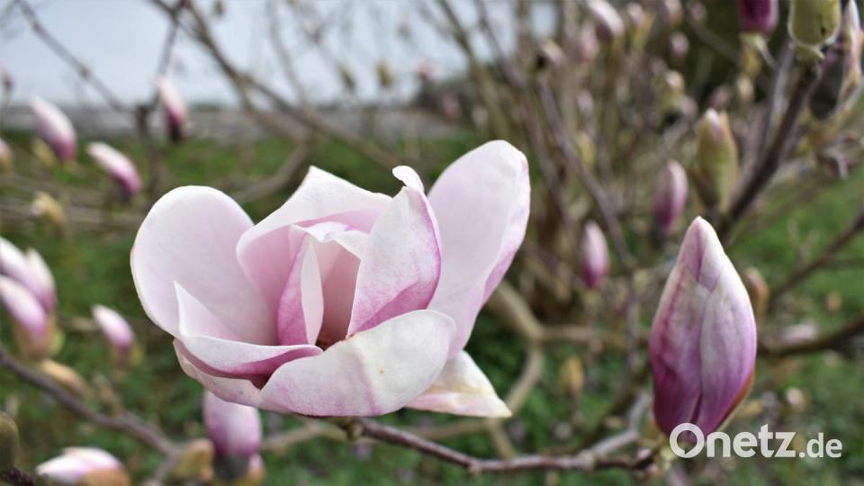 Toll anzusehen sind im Frühling die Magnolien. Die großen Blüten zieren viele Vorgärten in der Region – wie hier in Grafenwöhr. Bild: rgr