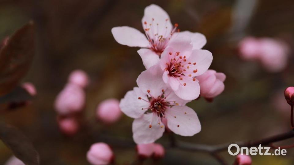 Eine Zierkirsche in Pichlberg: Familie Steiner hat das Prachtstück im Garten. Bild: idu