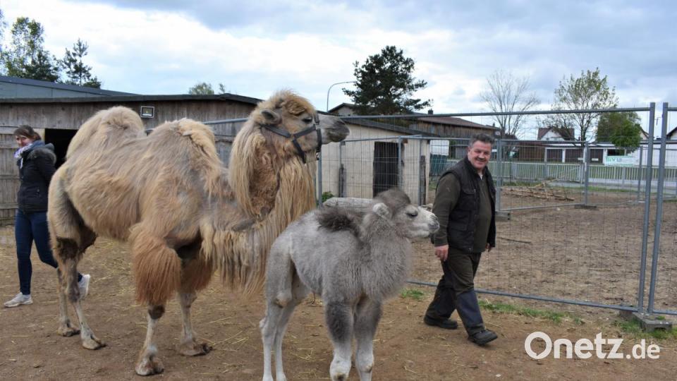 Ein Kamel von Philipp Wächter-Sperber hat Nachwuchs bekommen: Das Kamelbaby Mogli. Bild: rgr