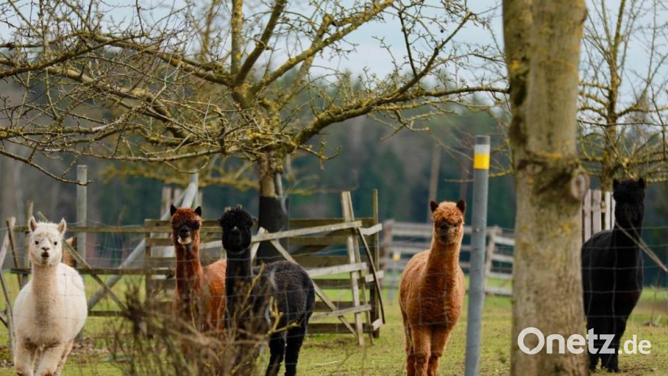 Interessiert beobachten die Alpakas von ihrem Auslauf bei Pichlberg aus unsere Fotografin Ilona Dudley. Bild: idu