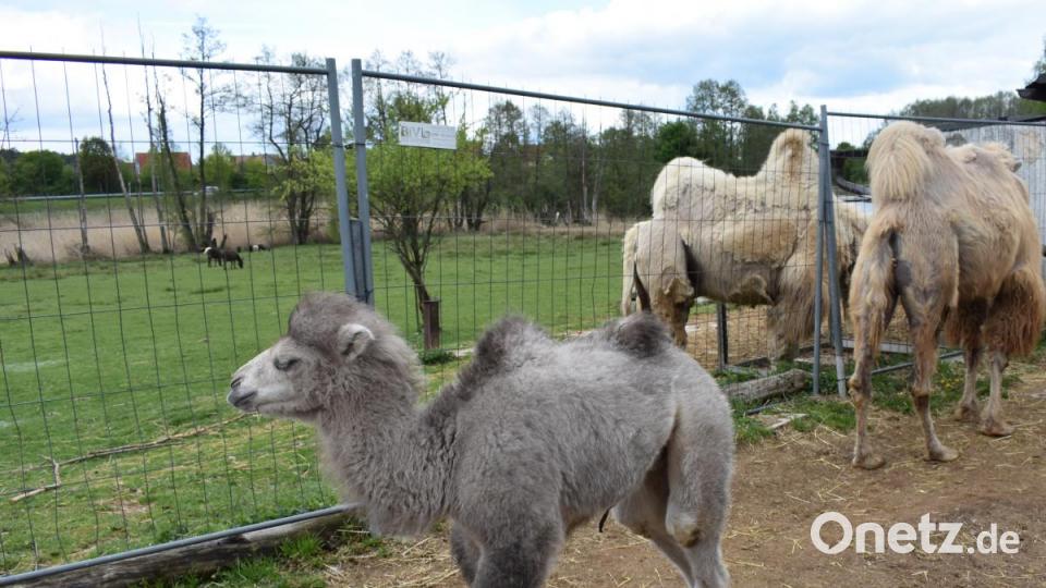 Ein Kamel von Philipp Wächter-Sperber hat Nachwuchs bekommen: Das Kamelbaby Mogli. Bild: rgr