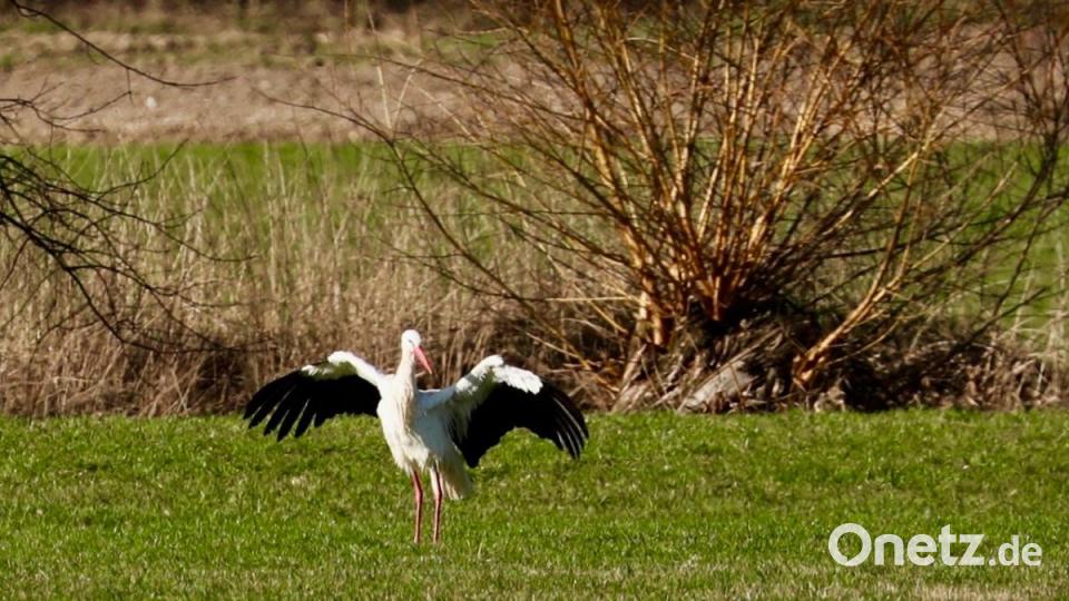 Bei der Futtersuche ist der Trabitzer Storch nass geworden. Seine Flügel breitet er nun weit aus, damit sie schnell trocknen können. Bild: idu