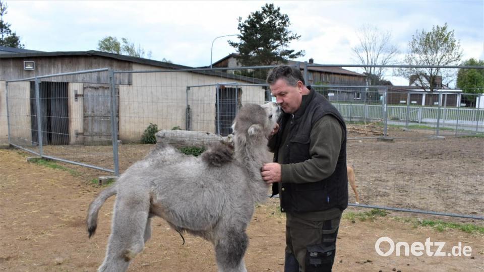 Ein Kamel von Philipp Wächter-Sperber hat Nachwuchs bekommen: Das Kamelbaby Mogli. Bild: rgr