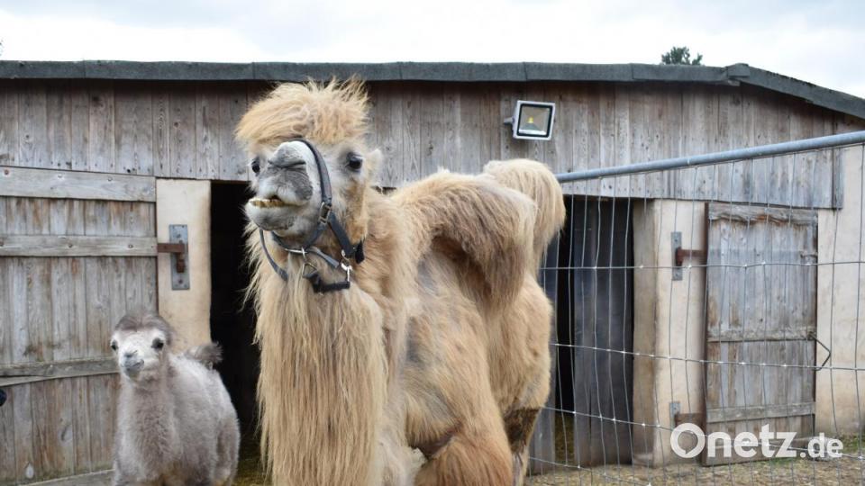 Ein Kamel von Philipp Wächter-Sperber hat Nachwuchs bekommen: Das Kamelbaby Mogli. Bild: rgr
