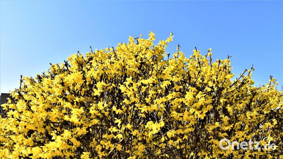 Diese Forsythie in Grafenwöhr schmückt sich mit vielen gelben Blüten. Bild: rgr