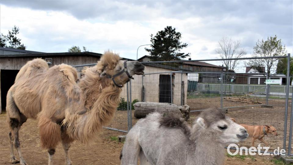 Ein Kamel von Philipp Wächter-Sperber hat Nachwuchs bekommen: Das Kamelbaby Mogli. Bild: rgr