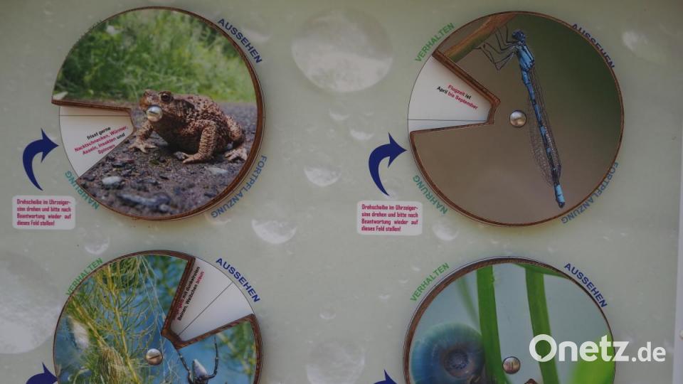ob Frosch oder Libelle: Auch ihr Lebensraum wird durch Elemente des Spiels interessant. Bild: bl
