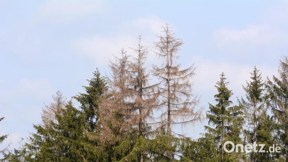 Einige der Baumspitzen sind schon rotbraun verfärbt. Bild: Gabi Schönberger
