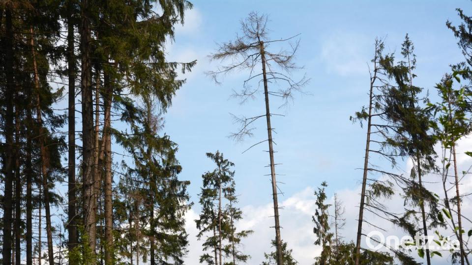 Einige der Baumspitzen sind schon rotbraun verfärbt. Bild: Gabi Schönberger