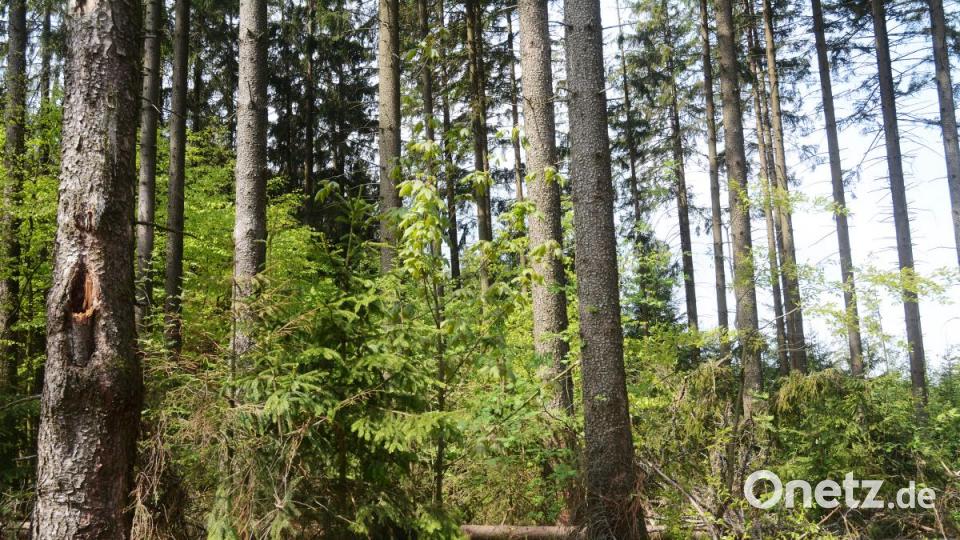 Wald Forst Borkenkäfer. Bild: Gabi Schönberger