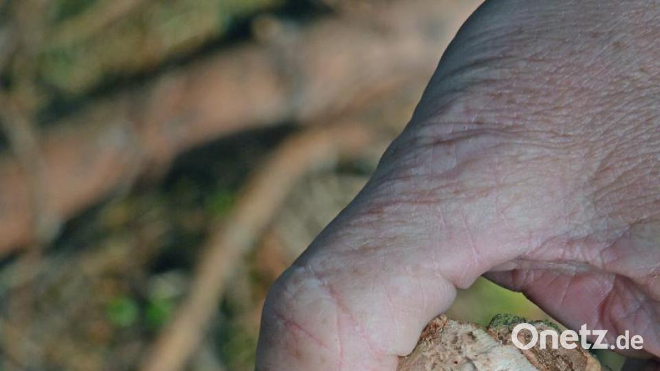 Der Borkenkäfer sieht harmlos aus, kann aber in den Wäldern erheblichen Schaden anrichten. Bild: Gabi Schönberger
