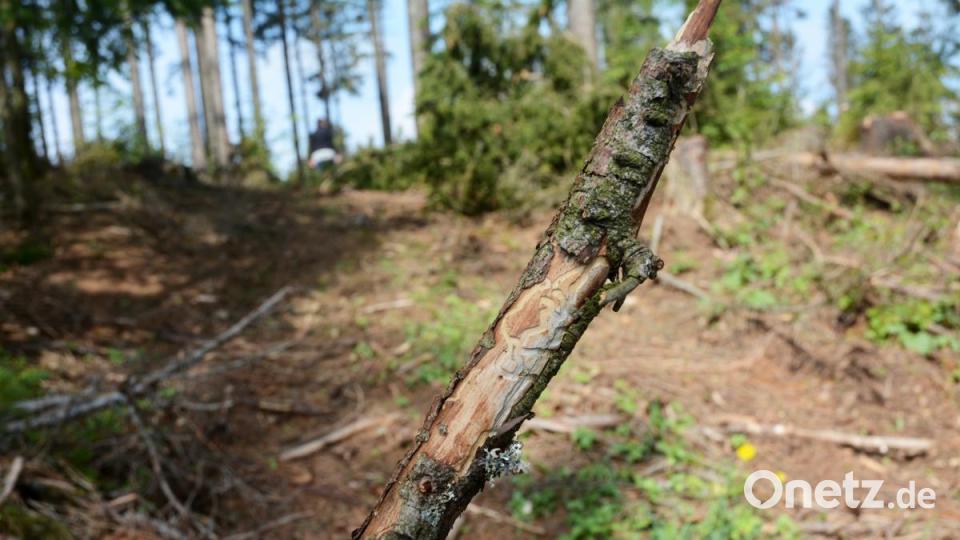 Wald Forst Borkenkäfer Bild: Gabi Schönberger