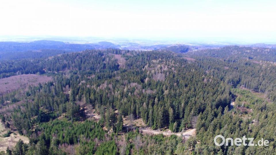 Gibt der Oberpfälzer Wald dieses Geheimnis preis? Die Kriminalpolizei hat zuletzt in einem Wald bei Waldkirch gegraben, jetzt werden Taucher eingesetzt. Bild: Michael Ascherl [Michael Ascherl] (michael.ascherl@oberpfalzmedien.de, mascherl)