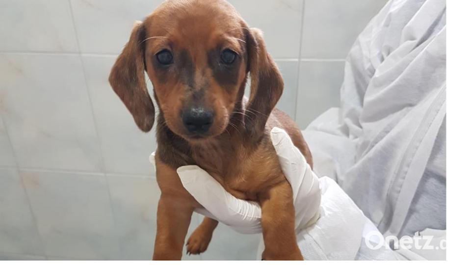 Diese Hunde gehören zu den insgesamt 27 Welpen, die die Bundespolizei in der Nacht zu Montag auf der A 6 bei Waidhaus in einem Kastenwagen entdeckte. Bild: Tierheim Wunsiedel-Breitenbrunn