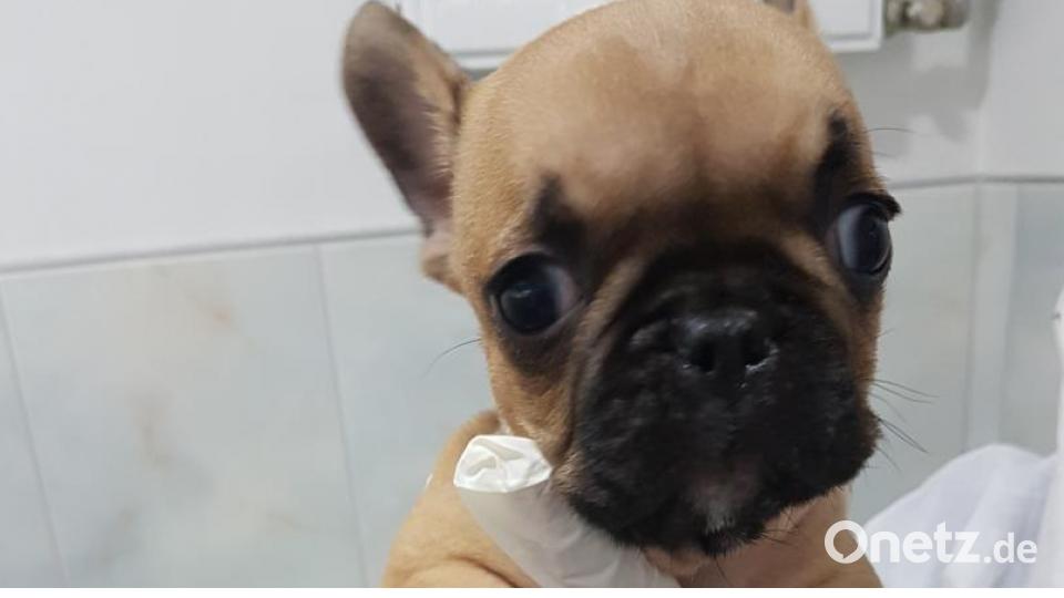 Diese Hunde gehören zu den insgesamt 27 Welpen, die die Bundespolizei in der Nacht zu Montag auf der A 6 bei Waidhaus in einem Kastenwagen entdeckte. Bild: Tierheim Wunsiedel-Breitenbrunn