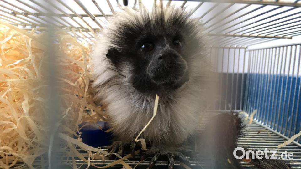Das Liszt-Äffchen aus dem illegalen Tiertransport. Bild: Bundespolizei Waidhaus