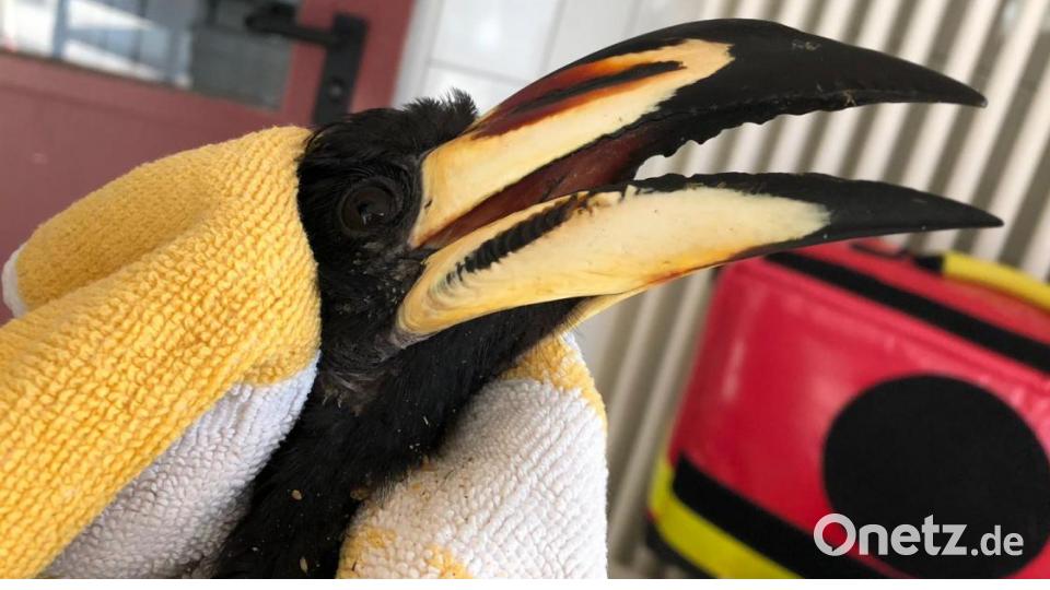 Dieser Nashornvogel ist streng geschützt. Er befindet sich aktuell in der Reptilienauffangstation München. Bild: Reptilienauffangstation München