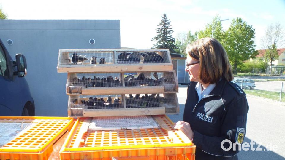 Etwa 250 Vögel waren unter den transportierten Tieren. Bild: Bundespolizei Waidhaus