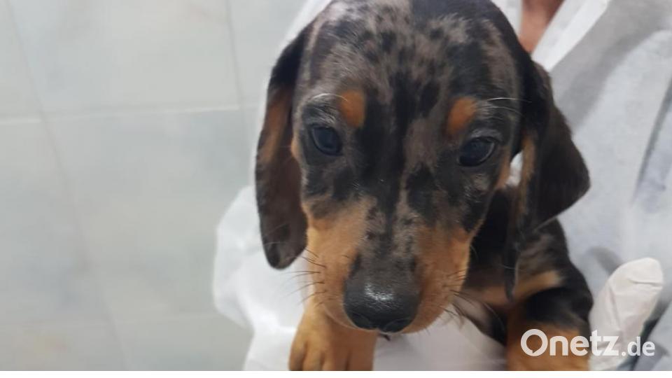 Diese Hunde gehören zu den insgesamt 27 Welpen, die die Bundespolizei in der Nacht zu Montag auf der A 6 bei Waidhaus in einem Kastenwagen entdeckte. Bild: Tierheim Wunsiedel-Breitenbrunn