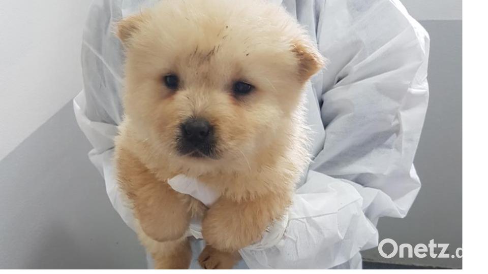 Diese Hunde gehören zu den insgesamt 27 Welpen, die die Bundespolizei in der Nacht zu Montag auf der A 6 bei Waidhaus in einem Kastenwagen entdeckte. Bild: Tierheim Wunsiedel-Breitenbrunn