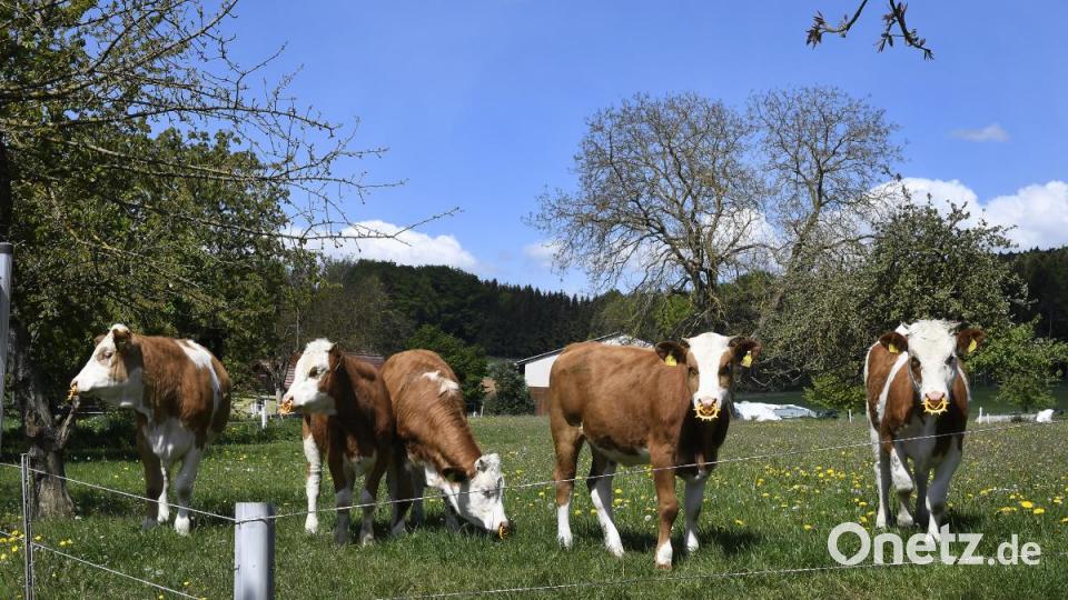 Biobauer Hartmut Loos hat 90 Kühe plus Kälber zu versorgen. Bild: Petra Hartl