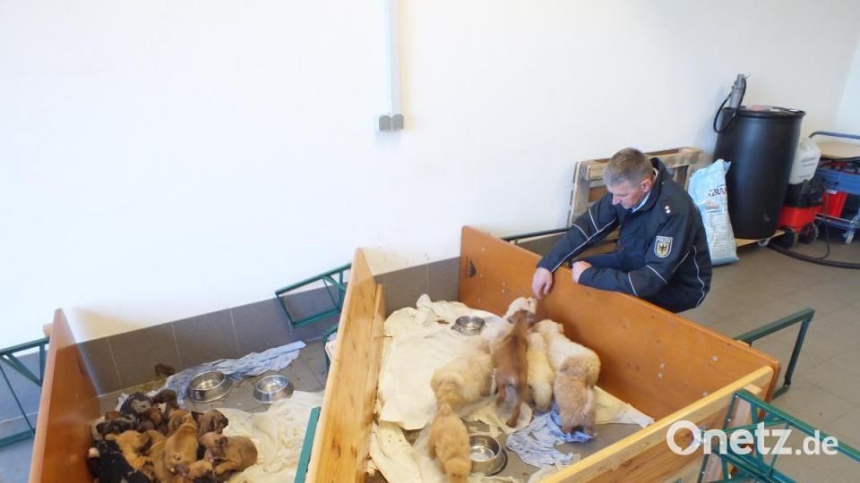Wenige Wochen alte Hundewelpen, insgesamt 27 Stück. Bild: Bundespolizei Waidhaus