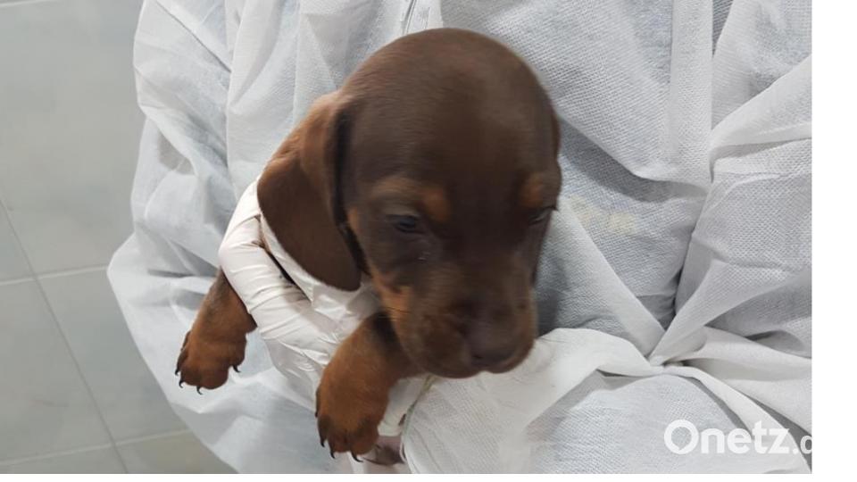 Diese Hunde gehören zu den insgesamt 27 Welpen, die die Bundespolizei in der Nacht zu Montag auf der A 6 bei Waidhaus in einem Kastenwagen entdeckte. Bild: Tierheim Wunsiedel-Breitenbrunn