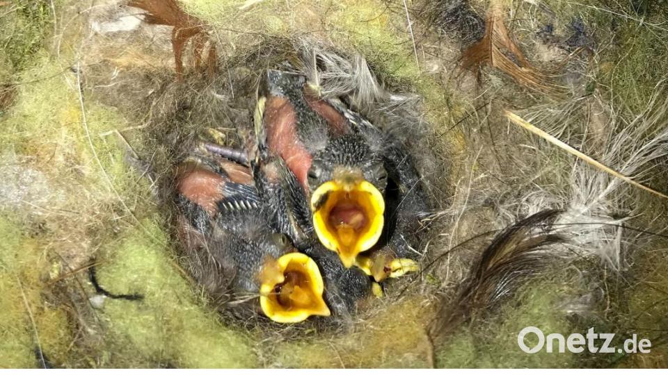 Die fünf Küken, die überlebt haben, reißen vor Hunger ihre Schnäbel auf. Bild: Gabi Schönberger