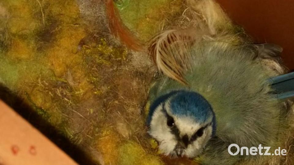 Eine Blaumeise brütet im Postkasten von Familie Bayer aus Preißach. Bild: exb
