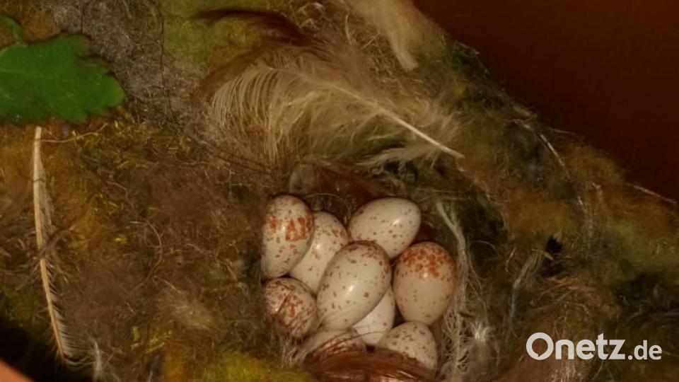 Neun Eier hat die Blaumeisen-Mama gelegt. Bild: exb