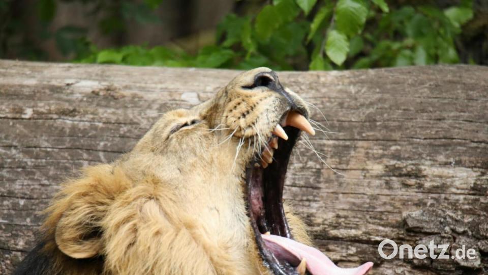Viel gelernt haben die Schülerinnen und Schüler der Foto-AG bei ihrem Ausflug in den Nürnberger Tiergarten. Bild: jzk