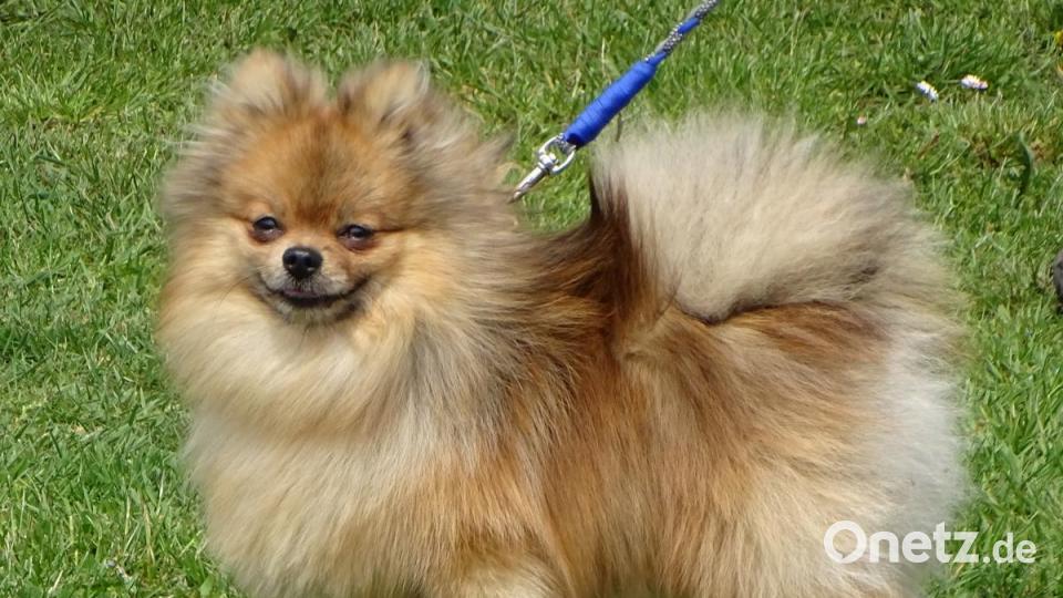 Zwergspitz „Beppo“ landete mit auf Platz 1 der beten Rüden Rassehund in der Gesamtwertung. Bild: Dobmeier
