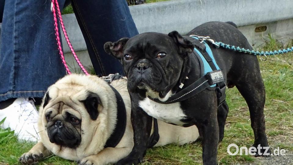 Wieder glücklich: Elvis (rechts), die vermittelte französische Bulldogge aus dem Tierheim Weiden mit ihrem Freund, dem Mops. Bild: Dobmeier