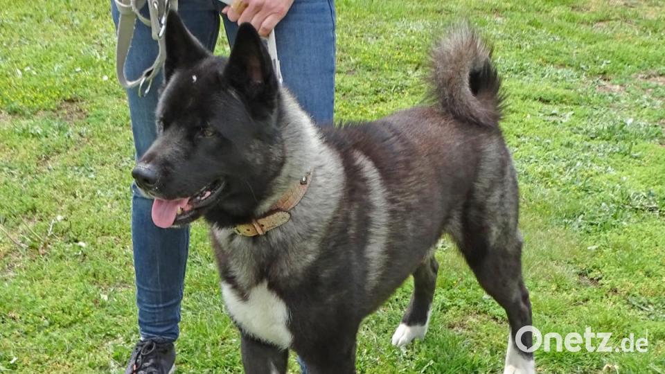 Gepflegt - American Akita. Bild: Dobmeier