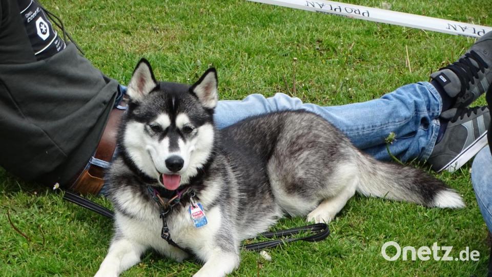 Husky und Herrchen im Stand-by-Modus. Bild: Dobmeier