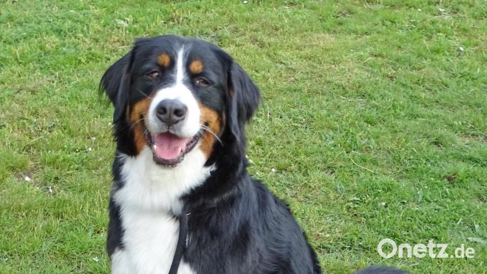 Aufmerksamer Berner Sennenhund. Bild: Dobmeier