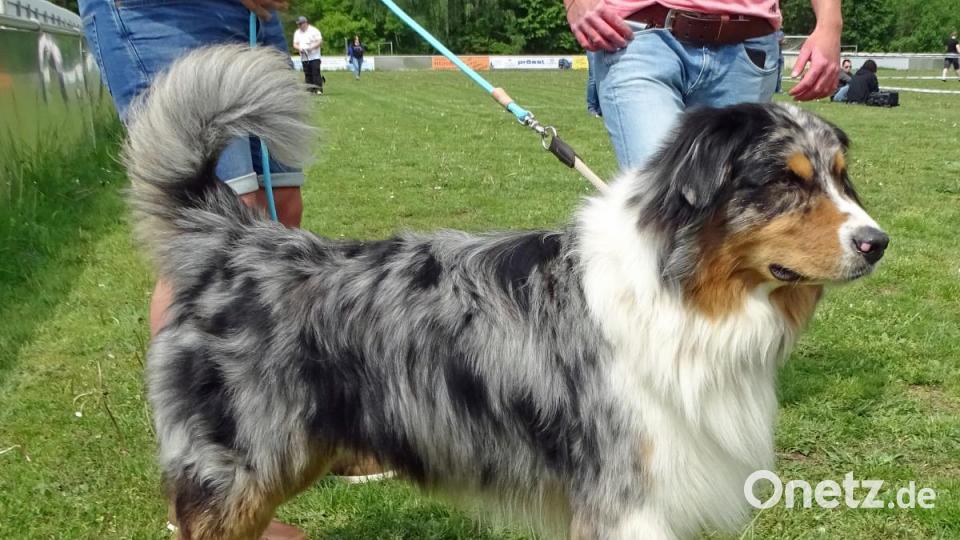 Australian Shepherd. Bild: Dobmeier