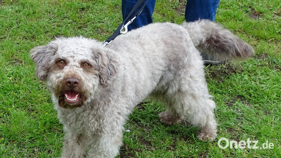 Seltene Rasse bei uns der Lagotto Romagnolo, ein italienischer Wasserhund. Bild: Dobmeier
