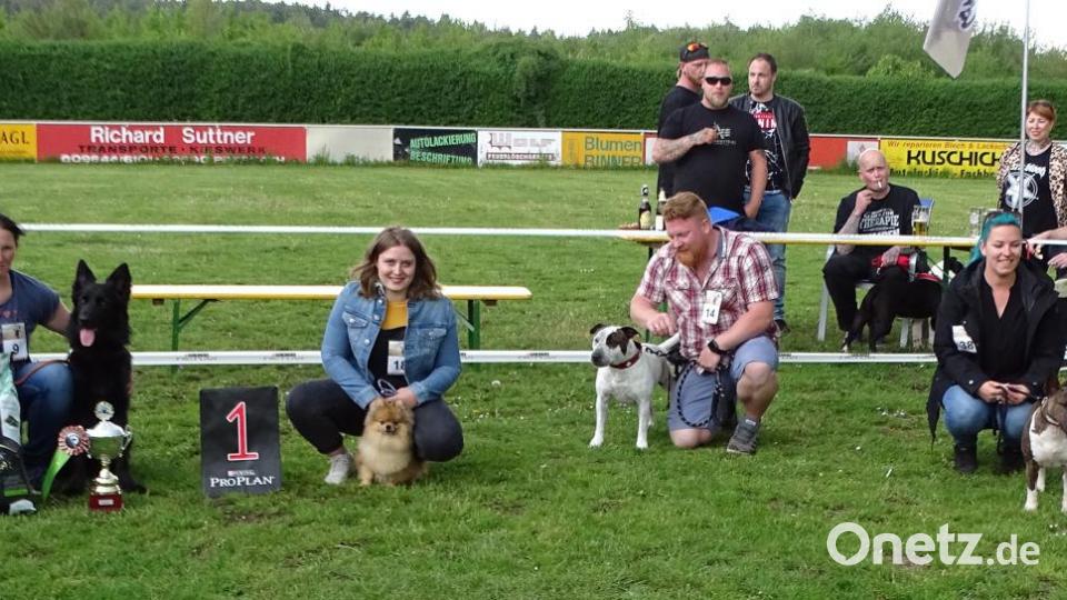 Sieger „Best of Show“ 1. Weidener Mischlings- und Rassehundeausstellung (links) der altdeutsche Schäferhund in schwarz „Thor“ mit Frauchen Sandra Schiller aus Bärnau und die weiteren drei gleichplatzierten Spitzenhunde ihrer Klassen. Bild: Dobmeier