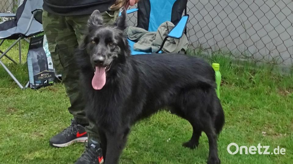 Gesamtsieger: Altdeutscher Schäferhund „Thor“, erkennbar an dem geraden Rücken. Bild: Dobmeier