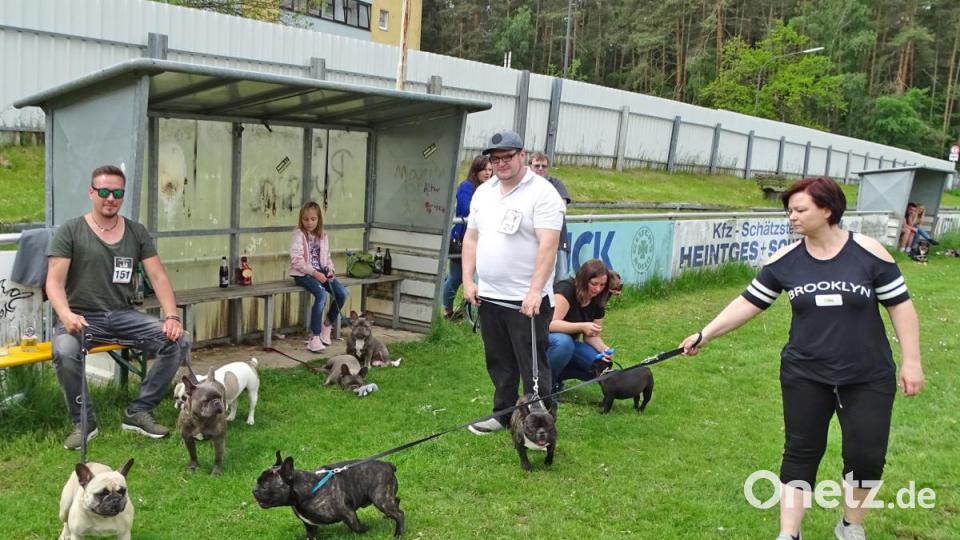 Auf der Einwechselbank die Gemeinschaft der französischen Bulldoggen. Bild: Dobmeier