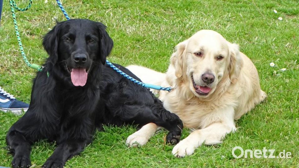 Gegensätze ziehen sich an: Der schwarze Flat Coated Retriever und der Golden Retriever. Bild: Dobmeier