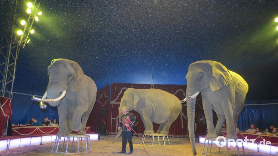 Die Dickhäuter verblüfften mit großartigen Dressuren. Bild: ubb