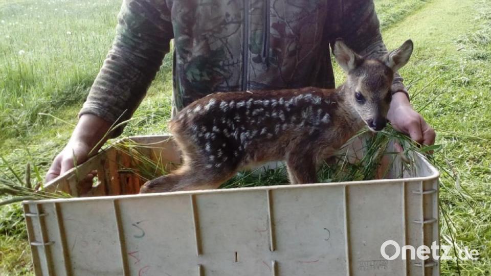 Glück gehabt: Das aufgefundene Rehkitz wird aus der Wiese. getragen. In der umgedrehten Kiste muss es am Waldrand ausharren, bis die Mahd vorbei ist. Bild: exb