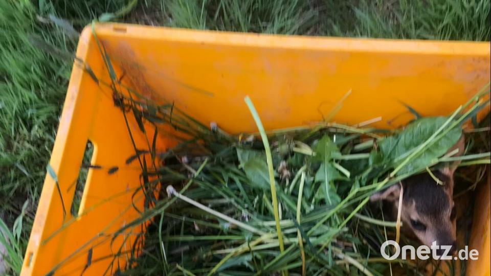 Ganz ruhig liegt das kleine Rehkitz in der Kiste und lässt sich wegtragen. Bild: exb